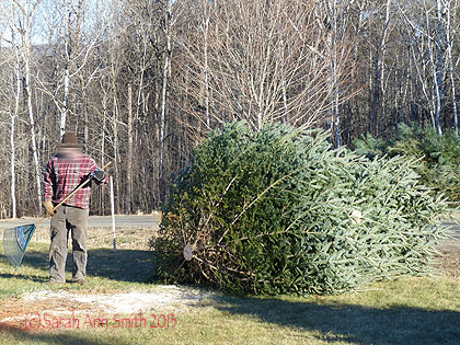 The 20+ foot spruce tree c omes down....