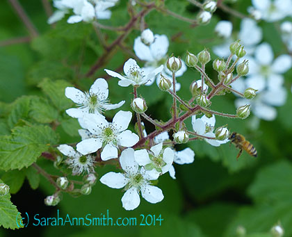 Blackberry blossoms and bee