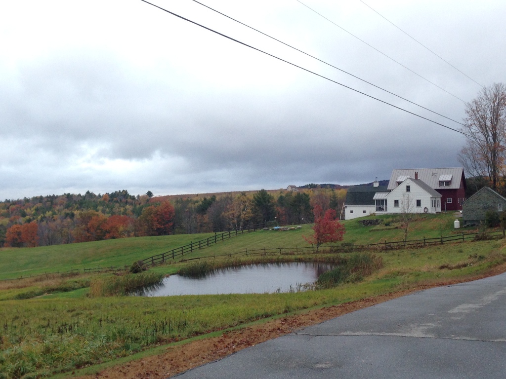 When I go on longer dog walkies, we go to the end of the driveway, turn left and head either to this duck pond (no ducks at this moment) or to the corner where the blueberry field is.  