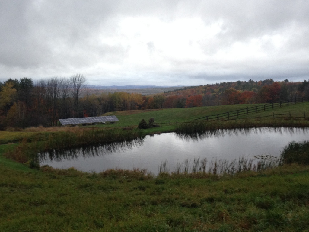 More of the duck pond