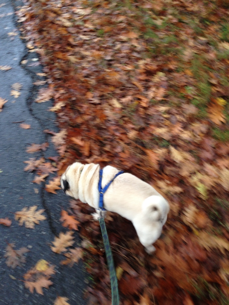 My usual view on dog walkies....good thing I love the curled tail!