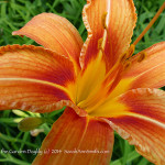 The Close up of the wild Day Lily, also used in the workshop. (c) Sarah Ann Smith.  PS:  Sorry about all the watermarking and copyright notices--after the incident where someone created derivative copies of my work, I'm being even more  diligent about marking stuff.  So sad to have to do this! 