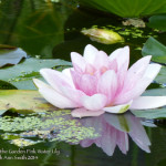 The water lily photo for the workshop. Photo (c) SarahAnnSmith