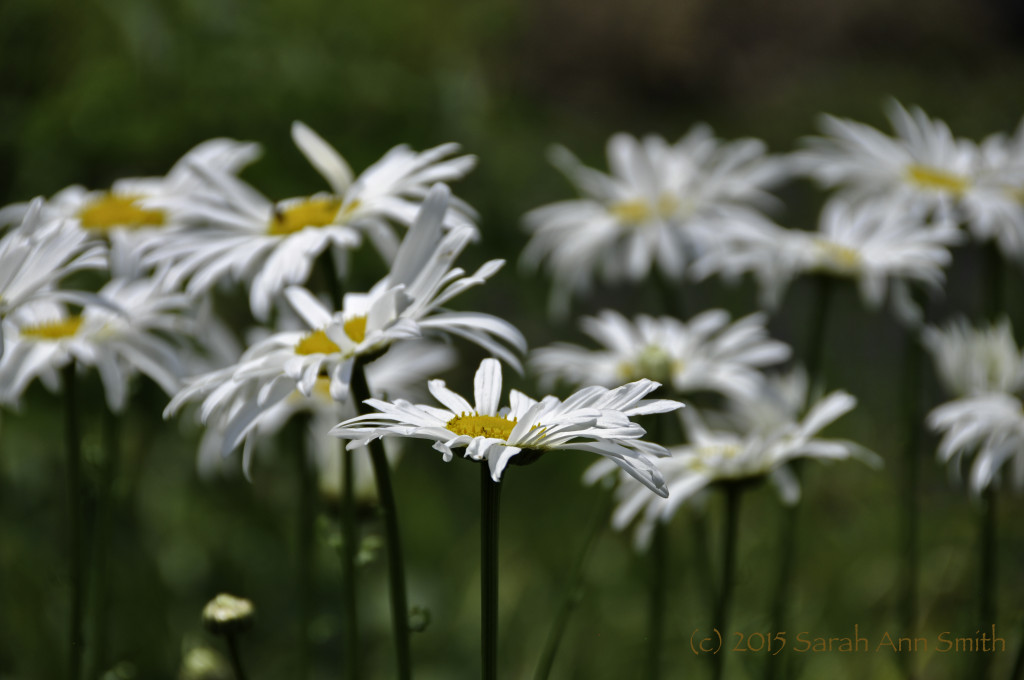 This past week's challenge was Macro/Flowers.  I don't have a Macro lens, so I just did flowers.  I deliberately focused on the one flower, blurring out the rest to create a focal point. Adjustment to levels, highlight.  That’s all folks!