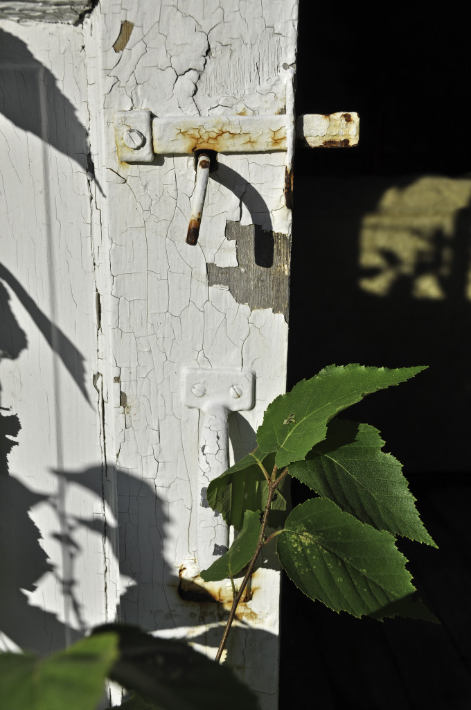 Another shot of the picturesque (aka decrepit) building on our property. Why no door on the right? Because it LITERALLY came apart into a crumpled heap. And the plywood that has covered up the opening blew down late last winter. Need to fix. Soon. Autumn is trying really hard to begin! Decreased shadows a tiny bit, knocked back highlights a bit more. Punched up contrast.