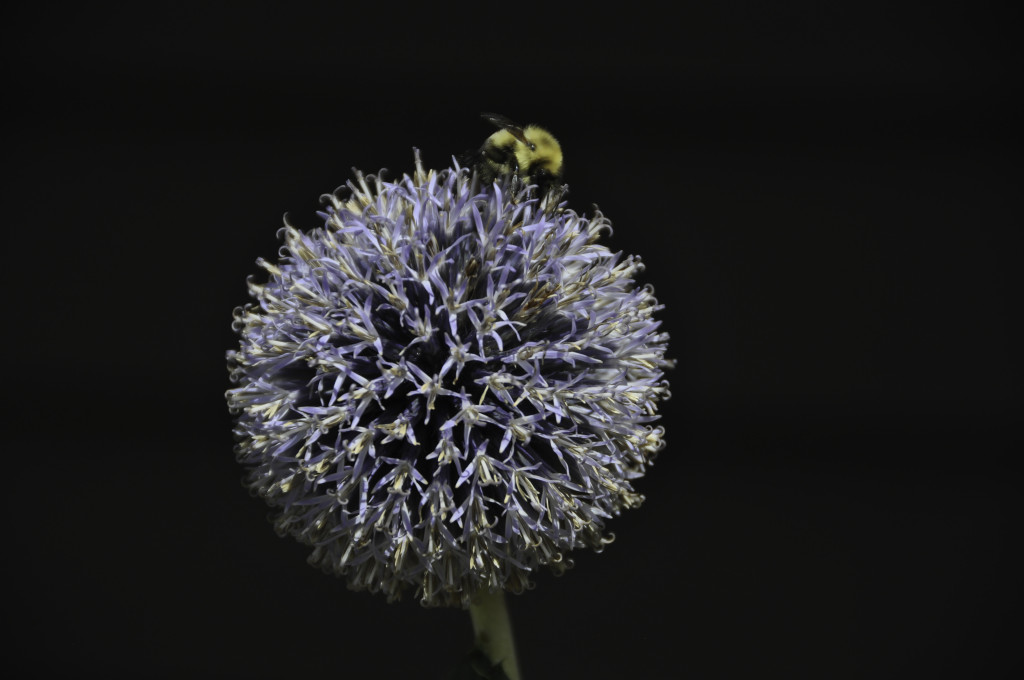 A tiny scrunch on the light end in Levels, smart sharpen.  Otherwise straight from the camera.