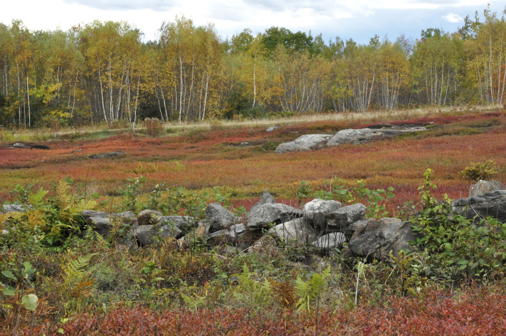 More autumn decay with blueberry barrens, decaying stone wall and birches in autumn in Maine. The usual edits: smart sharpen, tiny bit of vibrance, crunching levels.