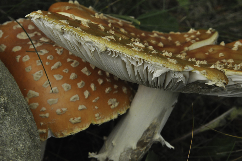 These mushrooms/toadstools in the yard are HUGE—at least 6 inches across when opened.  They seem to scream “ do NOT eat me!”  Smart sharpen, slight adjust to brighten.