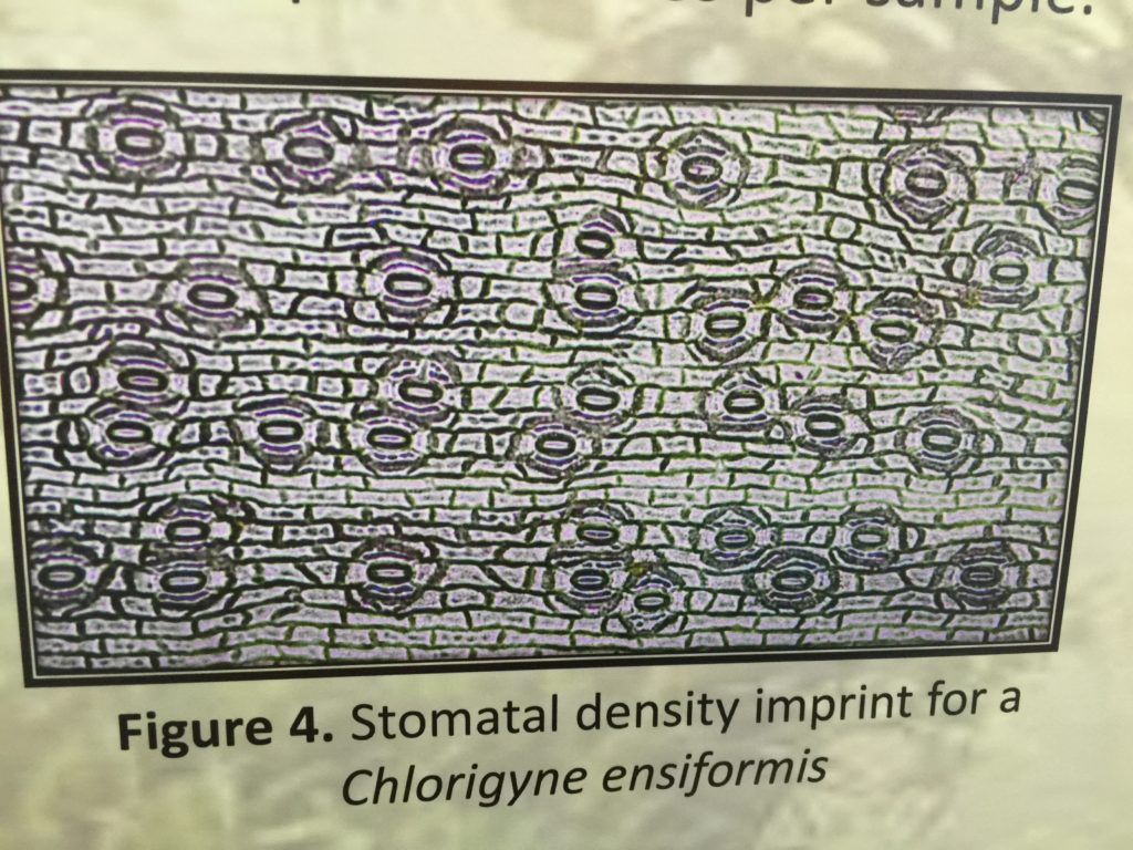 Some of the graduating seniors put on a Research Fair during the Closer Look prospective student weekend. This student allowed me to photograph this image from her research. Wouldn't this be an awesome structure for an art quilt, as well as for a thermofax screen?