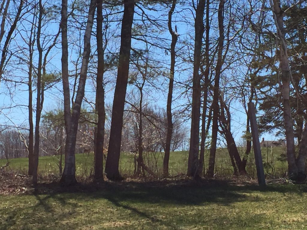 Deer and sunny skies