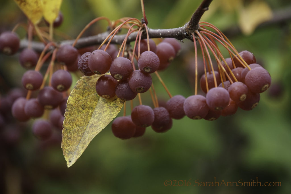 cberriesdsc00197